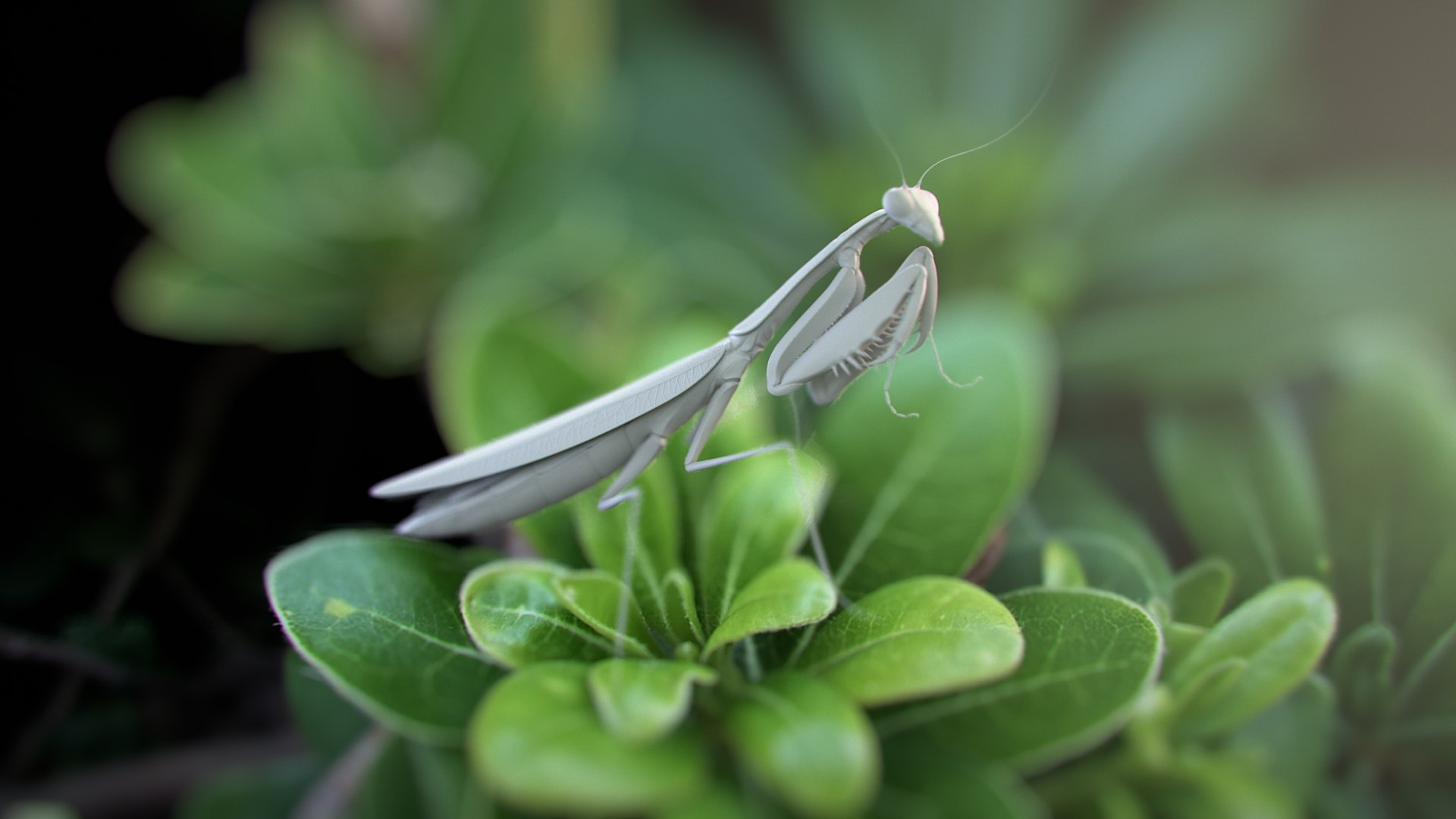 Praying Mantis Rigged model https://p.turbosquid.com/ts-thumb/wa/dChTGS/OZ/mantis_scene_01_clay/jpg/1726468918/1920x1080/fit_q87/94d20af2f672a30df3290f1e5943a79aca48958a/mantis_scene_01_clay.jpg