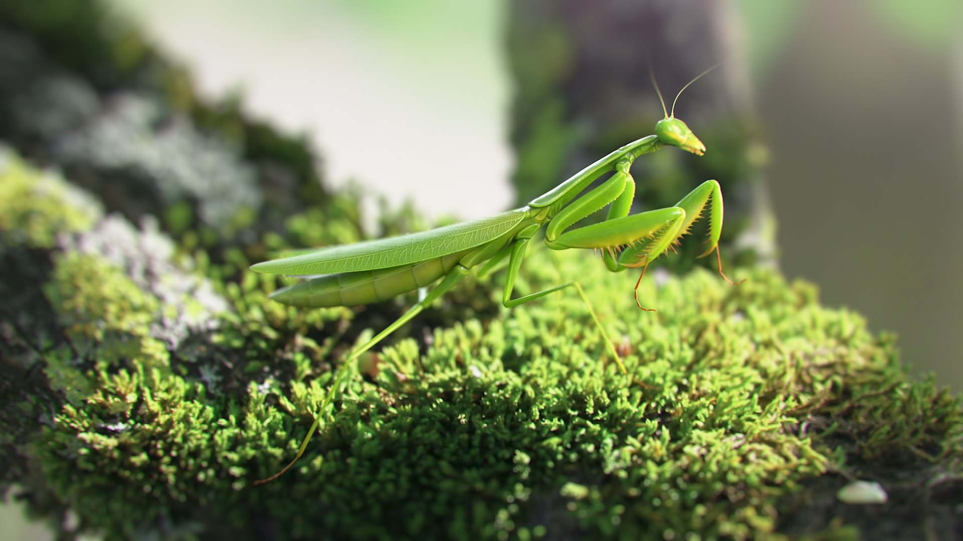 Praying Mantis Rigged model https://p.turbosquid.com/ts-thumb/wa/dChTGS/Po/mantis_scene_02/jpg/1726468921/1920x1080/fit_q87/87c73578ac066f6d25488b442397069052df572a/mantis_scene_02.jpg