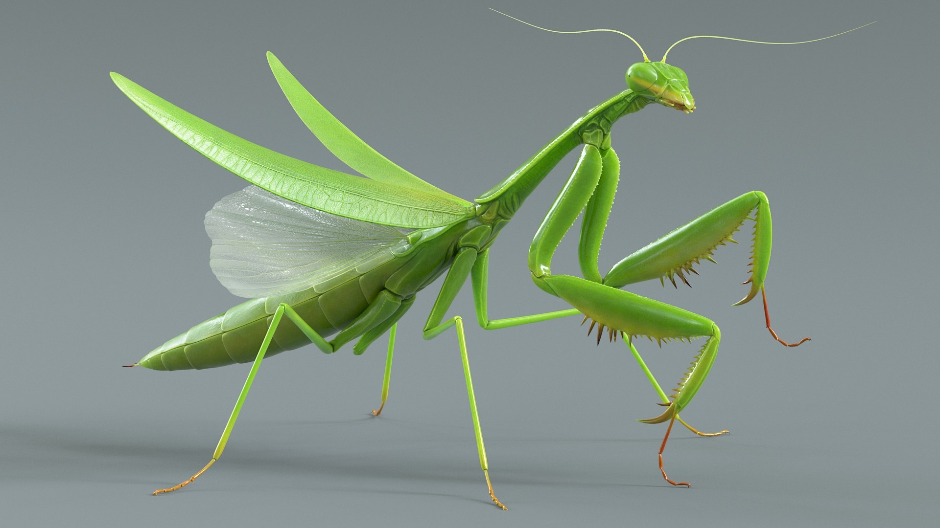 Praying Mantis Rigged model https://p.turbosquid.com/ts-thumb/wa/dChTGS/Qt/mantis_03/jpg/1726469224/1920x1080/fit_q87/9e8014a499fb7f66c7c555d858137f384ca91a50/mantis_03.jpg