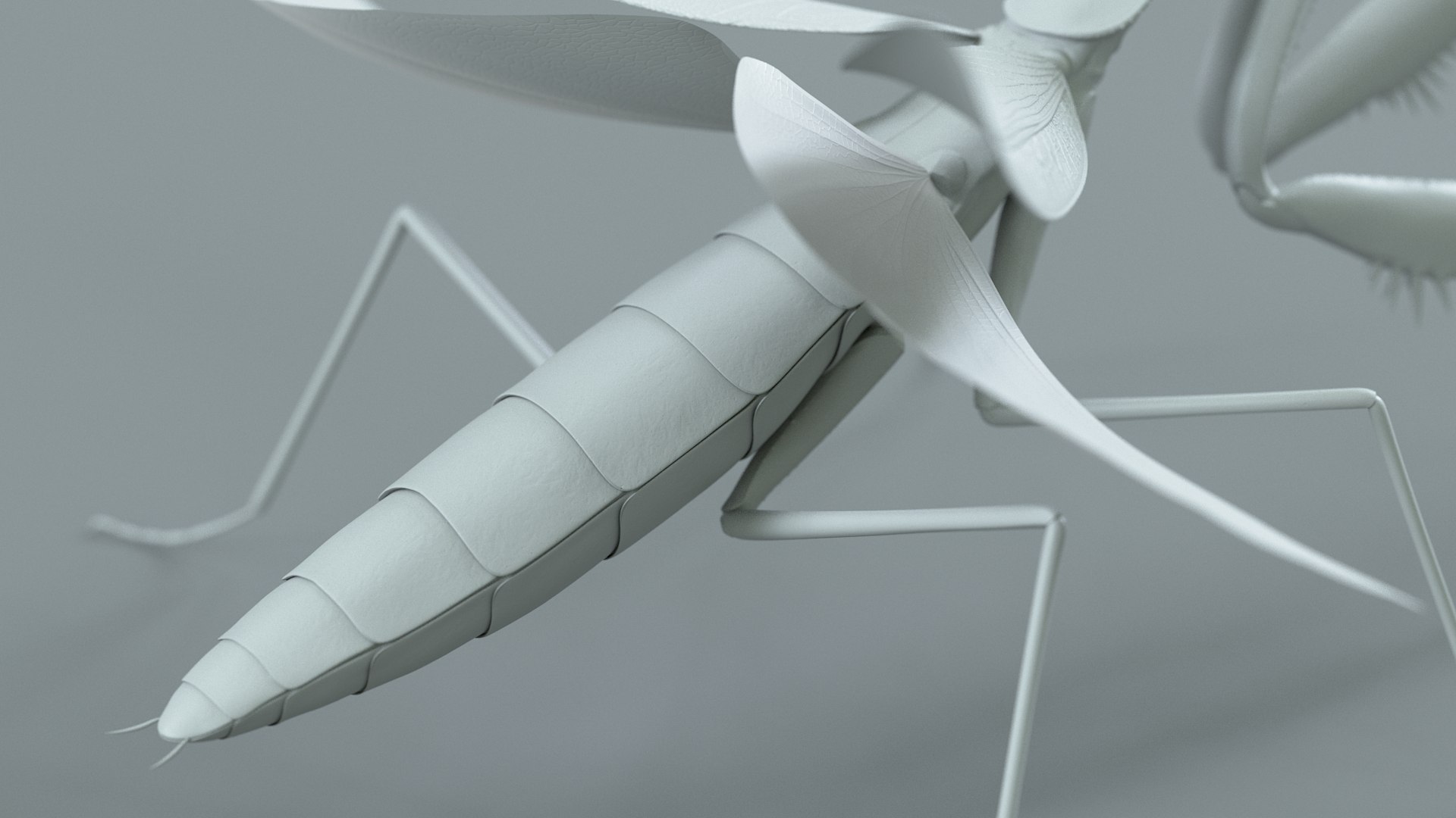 Praying Mantis Rigged model https://p.turbosquid.com/ts-thumb/wa/dChTGS/Sb/mantis_29/jpg/1726469260/1920x1080/fit_q87/fe06c79d7b61ff2b7a16c82bc8750131c745c9ec/mantis_29.jpg