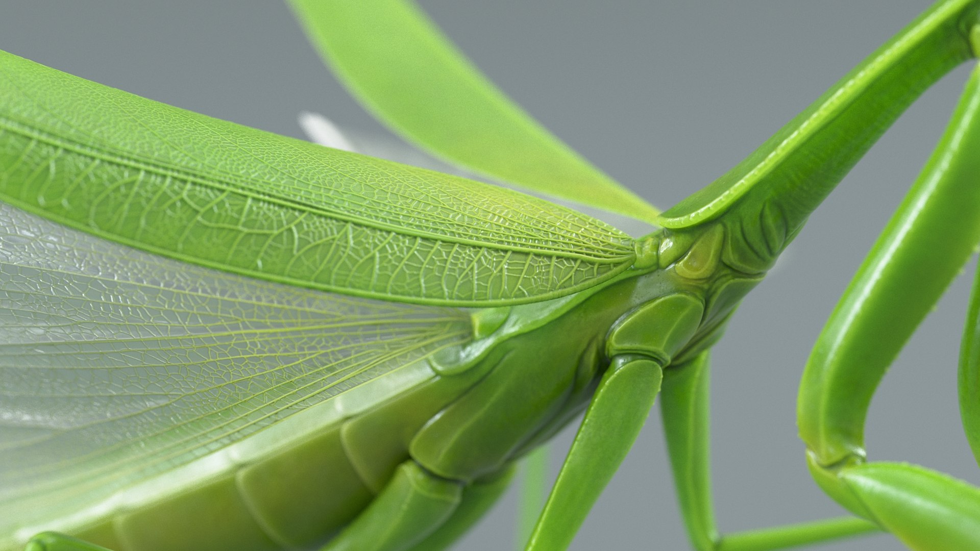 Praying Mantis Rigged model https://p.turbosquid.com/ts-thumb/wa/dChTGS/TP/mantis_13/jpg/1726469237/1920x1080/fit_q87/ef7319dc6d4e1c687445f1d7156acaa27a563f16/mantis_13.jpg