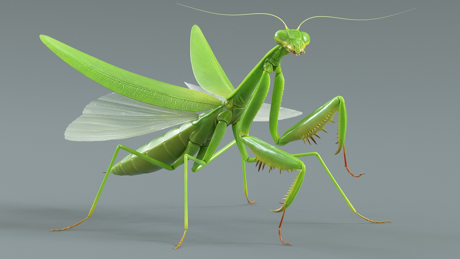 Praying Mantis Rigged model https://p.turbosquid.com/ts-thumb/wa/dChTGS/X0/mantis_02/jpg/1726468727/1920x1080/fit_q87/359fae3e4737deee6b1670313e85de84e4fdc5e7/mantis_02.jpg