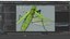 Praying Mantis Rigged model