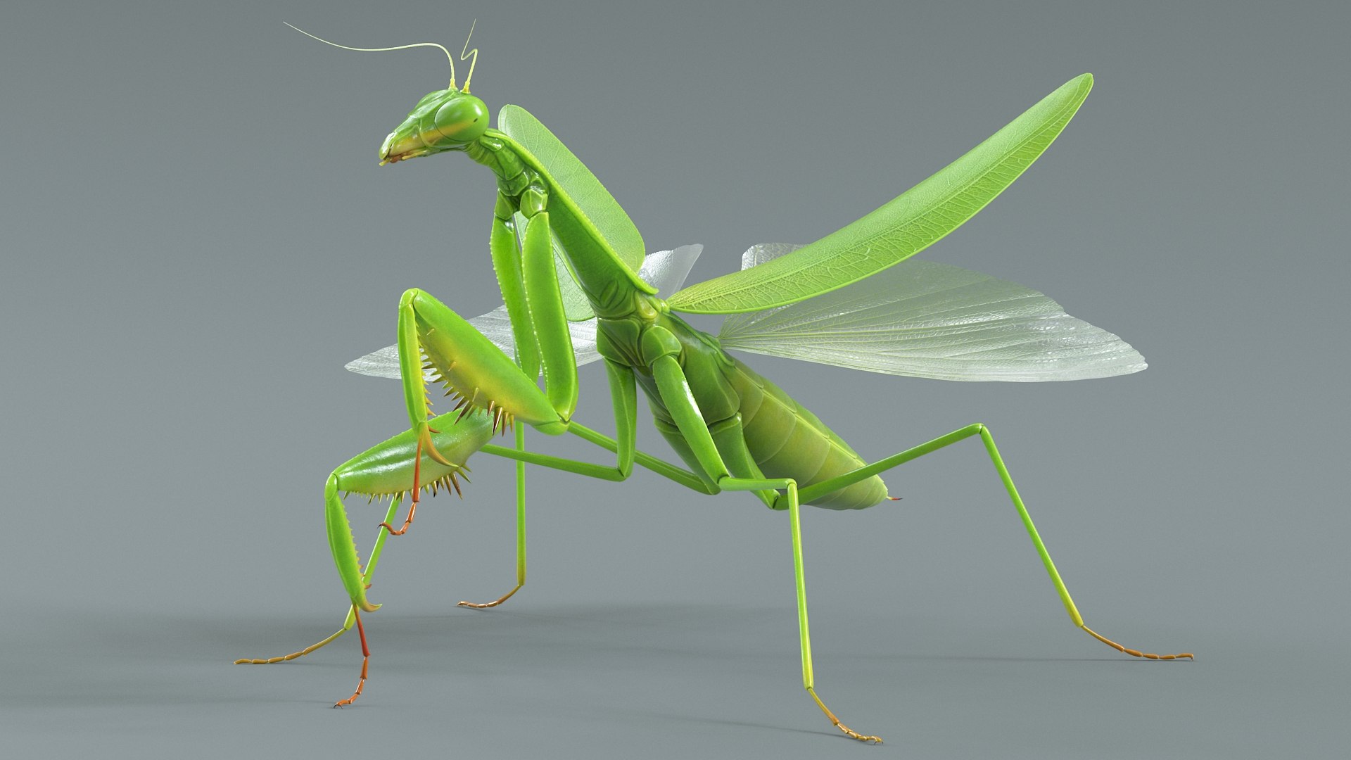 Praying Mantis Rigged model https://p.turbosquid.com/ts-thumb/wa/dChTGS/Xk/mantis_09/jpg/1726469231/1920x1080/fit_q87/3a1489ed27192b5dd1718d1269f0c55bcfabc330/mantis_09.jpg