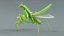 Praying Mantis Rigged model