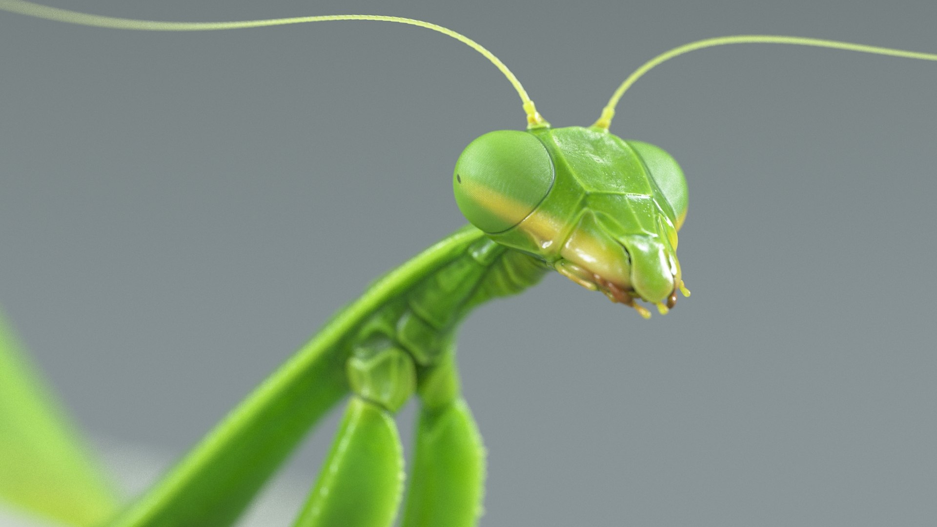 Praying Mantis Rigged model https://p.turbosquid.com/ts-thumb/wa/dChTGS/YE/mantis_11/jpg/1726469232/1920x1080/fit_q87/0f82d9865e99ddf6d6dbb7225fbd5148f870d73b/mantis_11.jpg