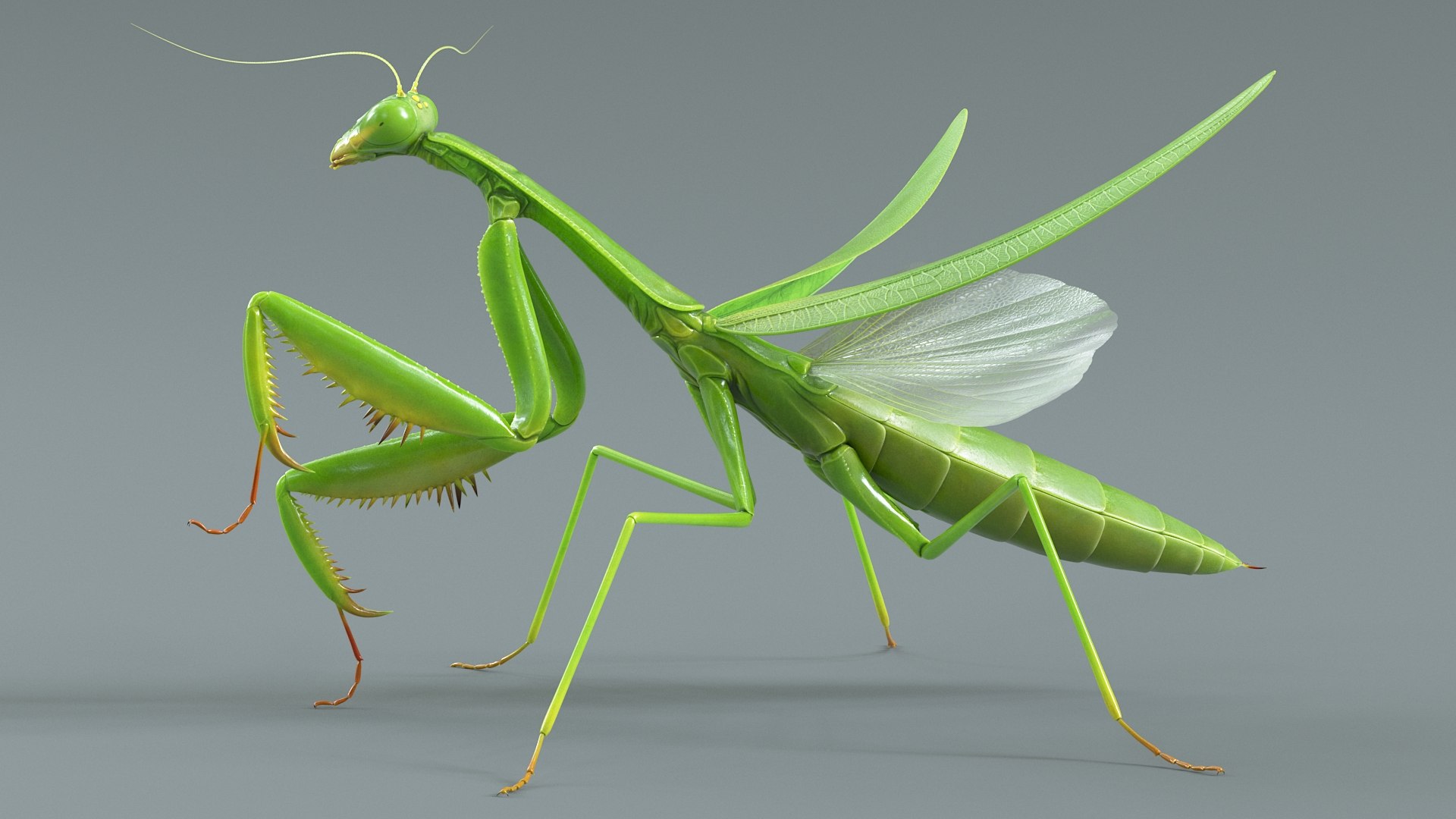 Praying Mantis Rigged model https://p.turbosquid.com/ts-thumb/wa/dChTGS/YK/mantis_08/jpg/1726469228/1920x1080/fit_q87/866f3934260af974a9c1a78ab7b0099172fd528a/mantis_08.jpg