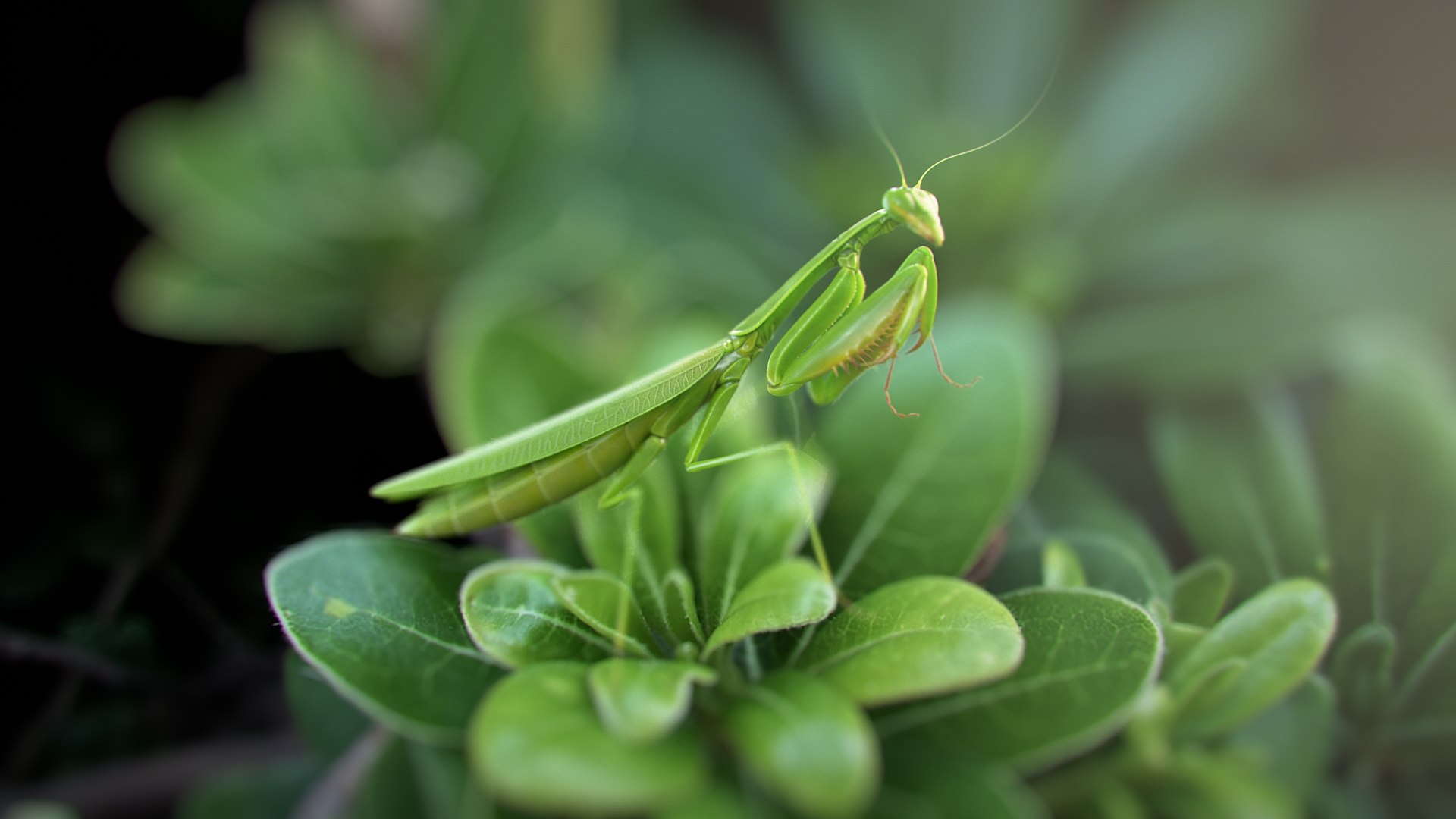 Praying Mantis Rigged model https://p.turbosquid.com/ts-thumb/wa/dChTGS/e7/mantis_scene_01/jpg/1726468919/1920x1080/fit_q87/9f48e96993bc83a560ed5d611096505cf1619a84/mantis_scene_01.jpg
