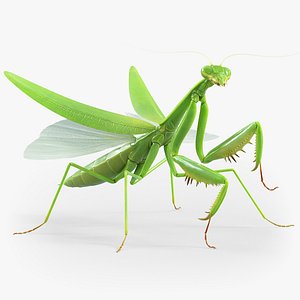 Praying Mantis Rigged model