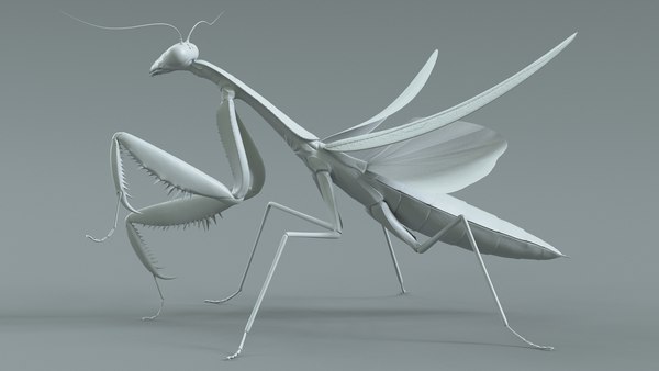 modelo 3d Mantis religiosa manipulada - TurboSquid 2281772