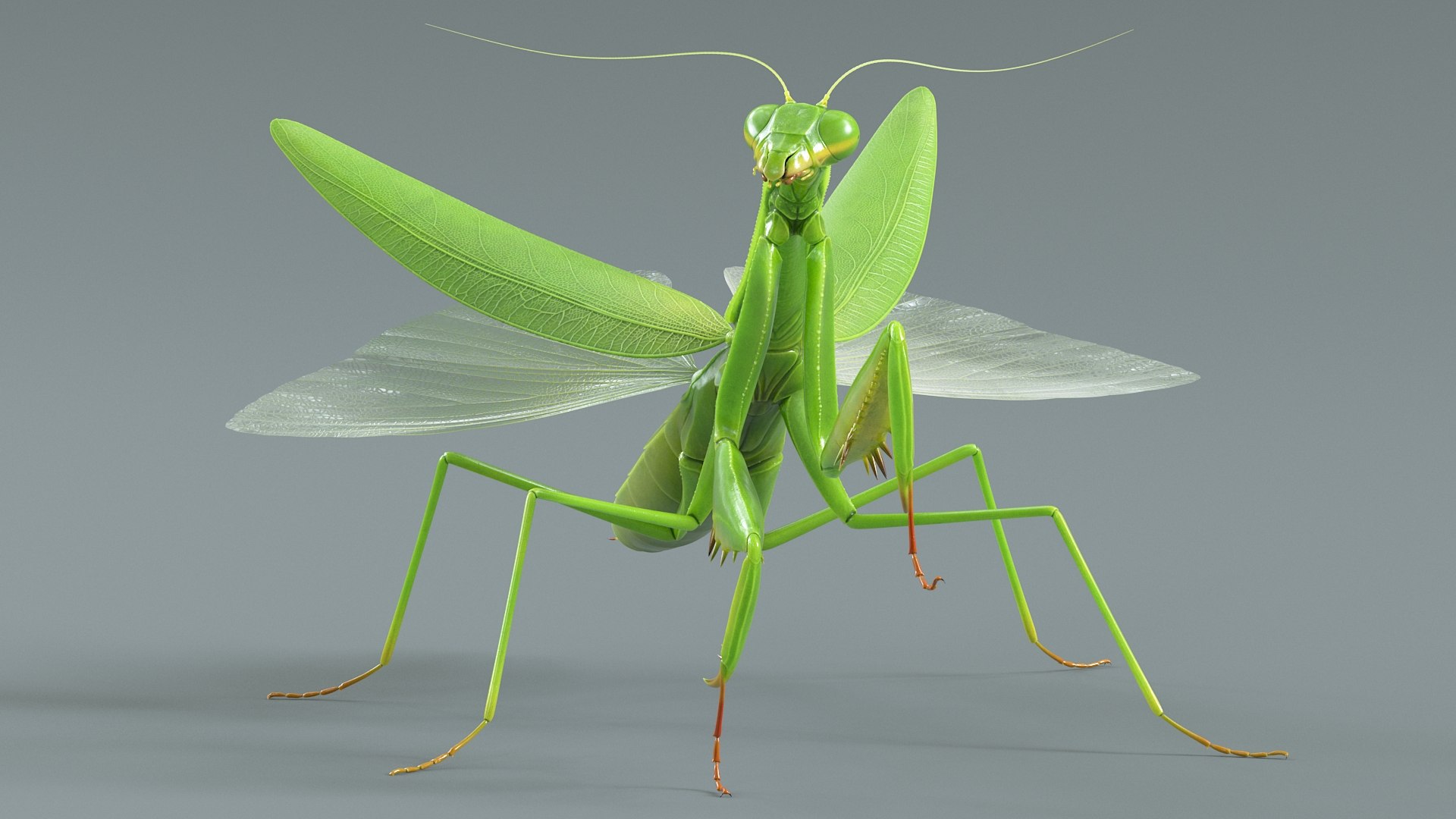 Praying Mantis Rigged model https://p.turbosquid.com/ts-thumb/wa/dChTGS/vR/mantis_10/jpg/1726469232/1920x1080/fit_q87/dab5a08b7e93a8c99c2d1626f415cad5349bbc5a/mantis_10.jpg