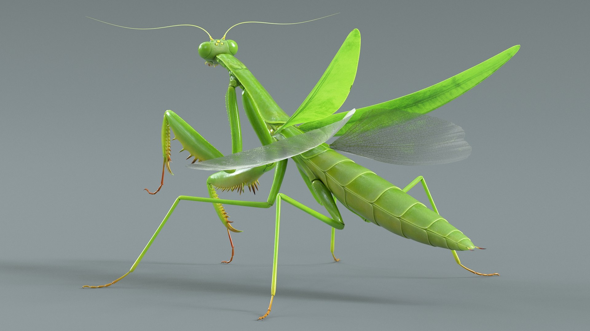 Praying Mantis Rigged model https://p.turbosquid.com/ts-thumb/wa/dChTGS/vr/mantis_07/jpg/1726469227/1920x1080/fit_q87/2aa61bced1a9e97764e3d3d2cfca3234498b1cdd/mantis_07.jpg