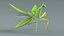 Praying Mantis Rigged model