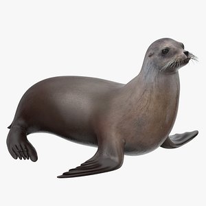 42 Sea Lions On Coronado Island Images, Stock Photos, 3D objects, & Vectors