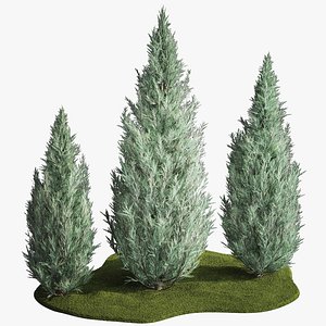 Blue Cypress Juniper And Thuja 1166 3D