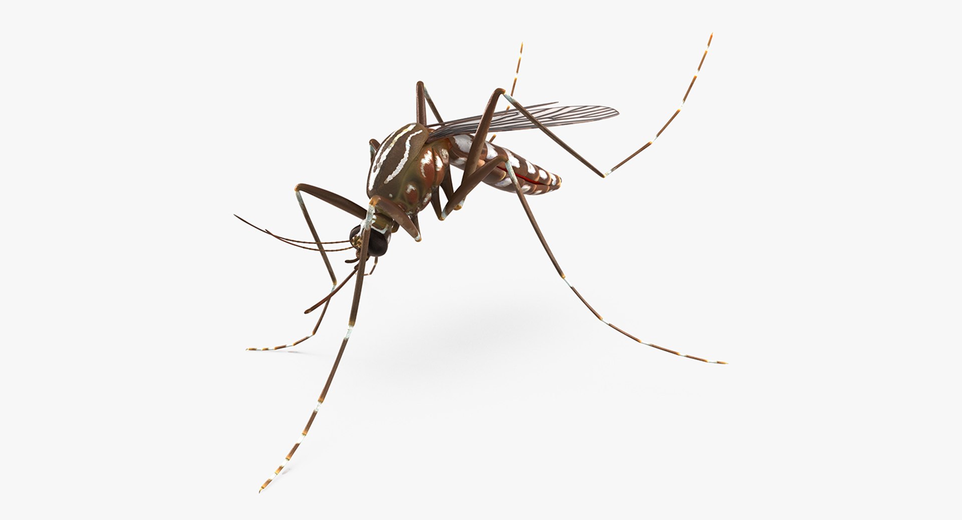 Mosquito Pose 3 3D model preview