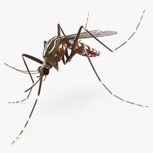 mosquito pose 3 max