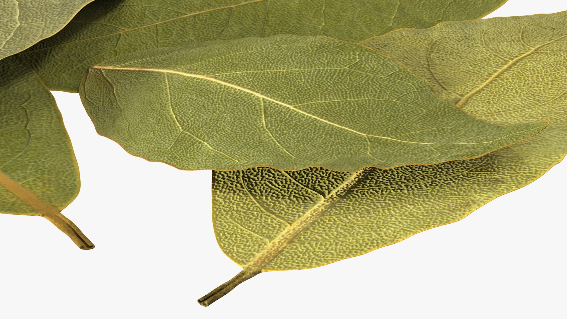 dry laurel leaves 3D model https://p.turbosquid.com/ts-thumb/wb/kEPG7U/0p/drylaurelleavesc4dmodel012/jpg/1612031120/1920x1080/fit_q87/92887066d381fffa4f645e1f7094d28213dc2d7f/drylaurelleavesc4dmodel012.jpg