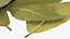 Dry Laurel Leaves