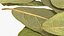 Dry Laurel Leaves