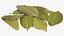 Dry Laurel Leaves