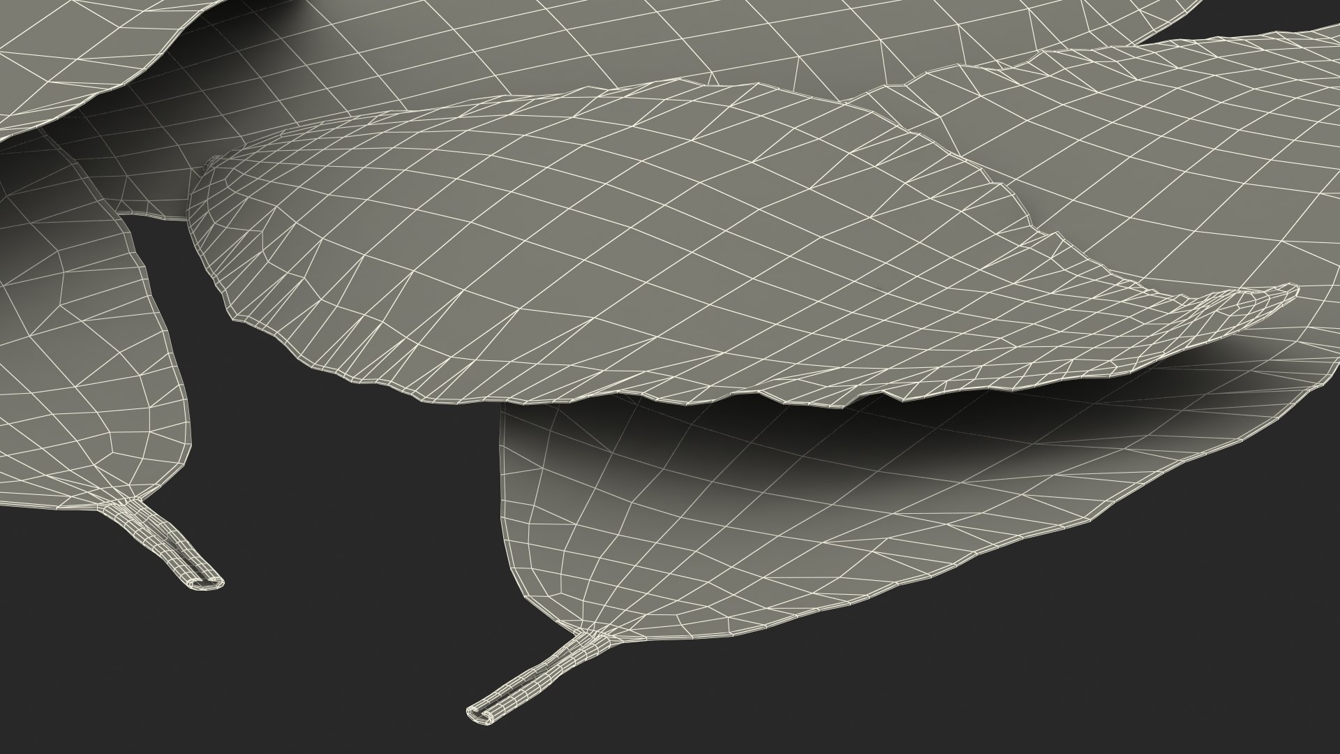 dry laurel leaves 3D model https://p.turbosquid.com/ts-thumb/wb/kEPG7U/P1/drylaurelleavesc4dmodel027/jpg/1612031162/1920x1080/fit_q87/258253dc4170b276da7866df79493a6dc48c7b59/drylaurelleavesc4dmodel027.jpg