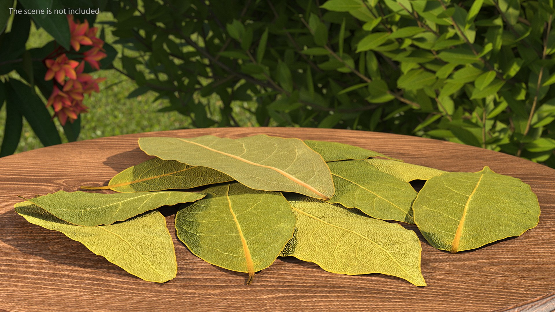 dry laurel leaves 3D model https://p.turbosquid.com/ts-thumb/wb/kEPG7U/TK/drylaurelleavesc4dmodel003/jpg/1612031093/1920x1080/fit_q87/17d847bf12d8eb8d054e0542560a83fd0692c9ec/drylaurelleavesc4dmodel003.jpg