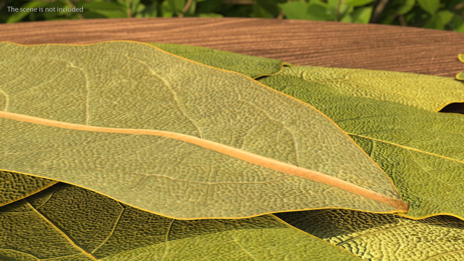 dry laurel leaves 3D model https://p.turbosquid.com/ts-thumb/wb/kEPG7U/Zw/drylaurelleavesc4dmodel004/jpg/1612031096/1920x1080/fit_q87/adbc60d7d28889ed894c646d9c91766e77b5e46a/drylaurelleavesc4dmodel004.jpg
