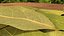 Dry Laurel Leaves