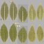 Dry Laurel Leaves