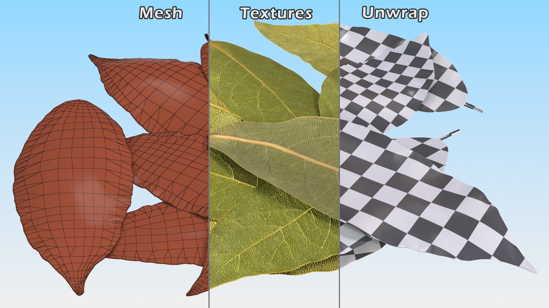 dry laurel leaves 3D model https://p.turbosquid.com/ts-thumb/wb/kEPG7U/cQ/drylaurelleavesc4dmodel015/jpg/1612031129/1920x1080/fit_q87/faf72c09966f09b00d37094ebb763d7e5e042cee/drylaurelleavesc4dmodel015.jpg
