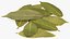 Dry Laurel Leaves