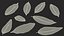 Dry Laurel Leaves