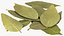 Dry Laurel Leaves