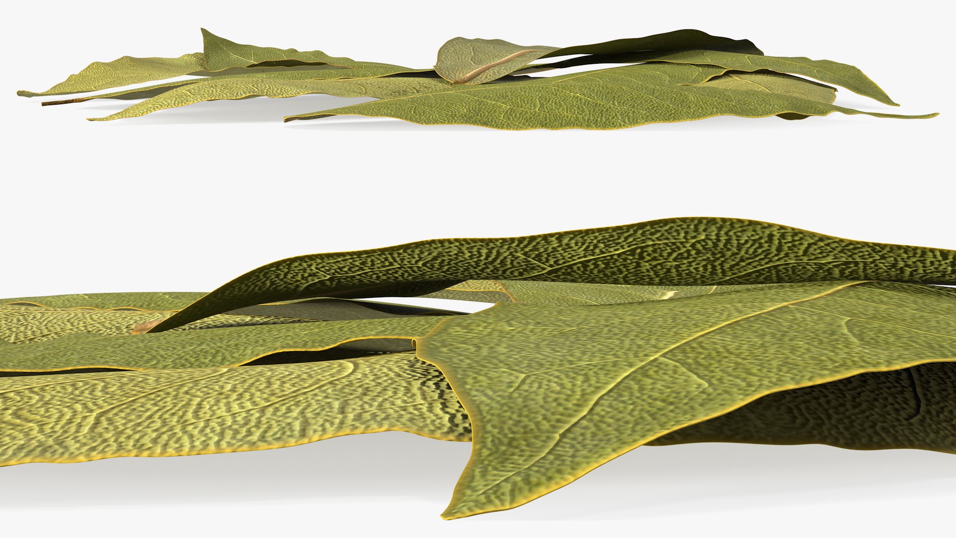 dry laurel leaves 3D model https://p.turbosquid.com/ts-thumb/wb/kEPG7U/rY/drylaurelleavesc4dmodel014/jpg/1612031126/1920x1080/fit_q87/420e925cd151151c552b9779b1364272091e84ec/drylaurelleavesc4dmodel014.jpg