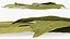 Dry Laurel Leaves