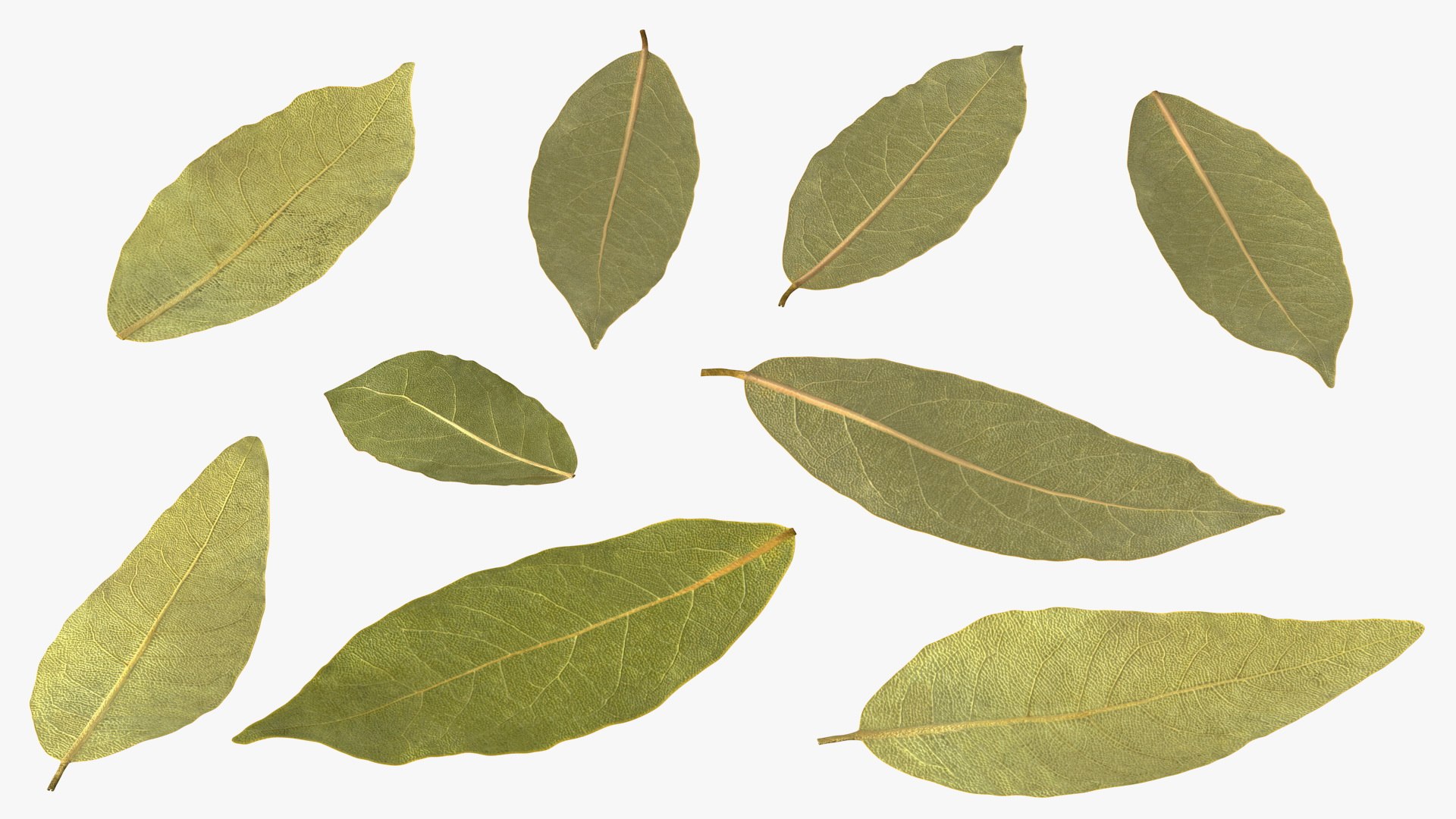 dry laurel leaves 3D model https://p.turbosquid.com/ts-thumb/wb/kEPG7U/rb/drylaurelleavesc4dmodel010/jpg/1612031115/1920x1080/fit_q87/9fca19f1fdcf153b103c8b7b159c710e4887e065/drylaurelleavesc4dmodel010.jpg