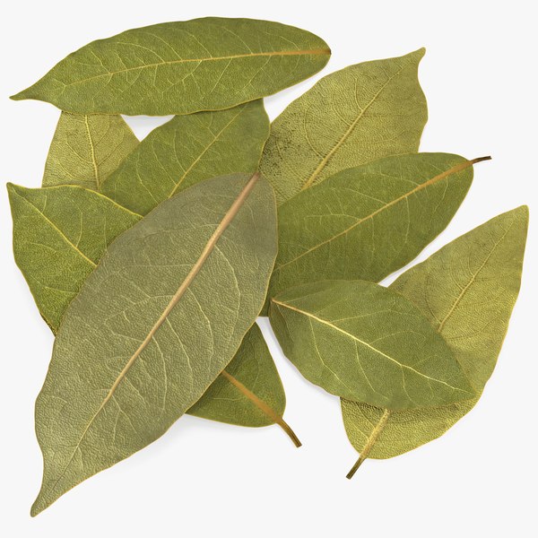 dry laurel leaves 3D model