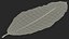 Dry Laurel Leaves