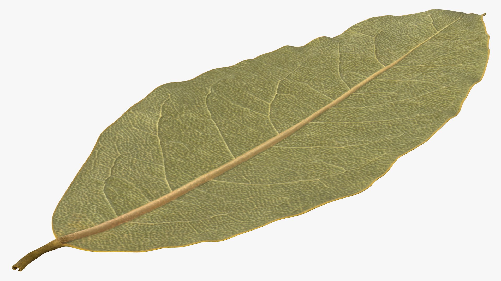 dry laurel leaves 3D model https://p.turbosquid.com/ts-thumb/wb/kEPG7U/wl/drylaurelleavesc4dmodel011/jpg/1612031118/1920x1080/fit_q87/c3ee9f16832ae4ec7421fc04413fab413ffd58fd/drylaurelleavesc4dmodel011.jpg