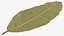 Dry Laurel Leaves