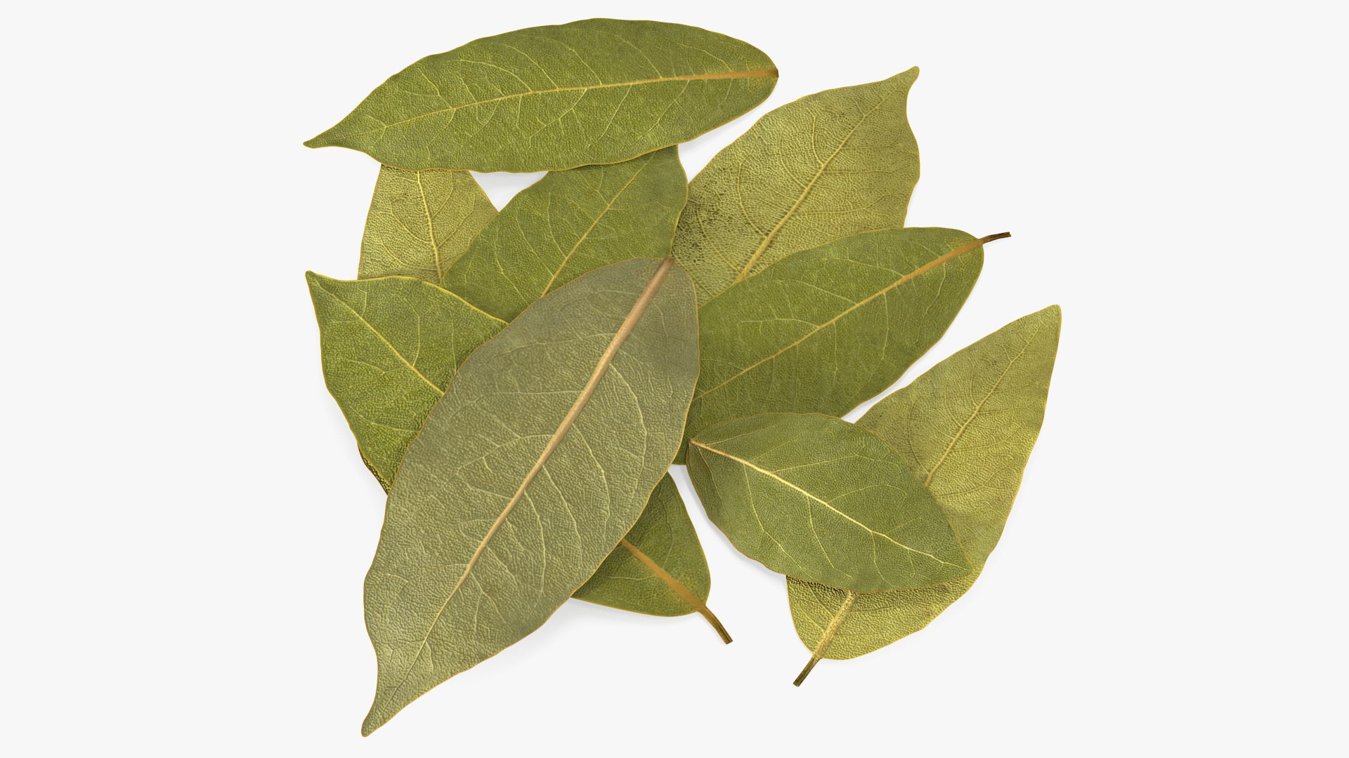Dry Laurel Leaves 3D model preview