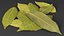 Dry Laurel Leaves