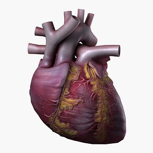 3ds human heart