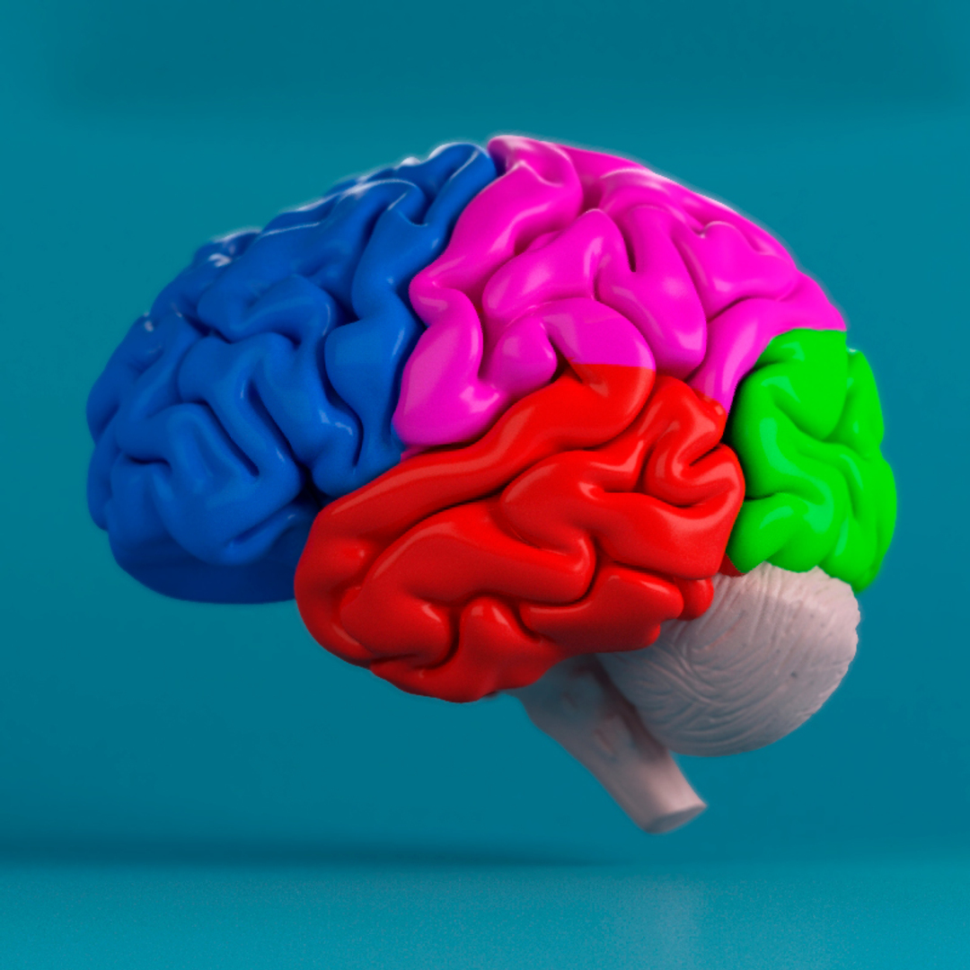 Человеческий мозг. Головной мозг. Макет головного мозга человека. Муляж головного мозга.