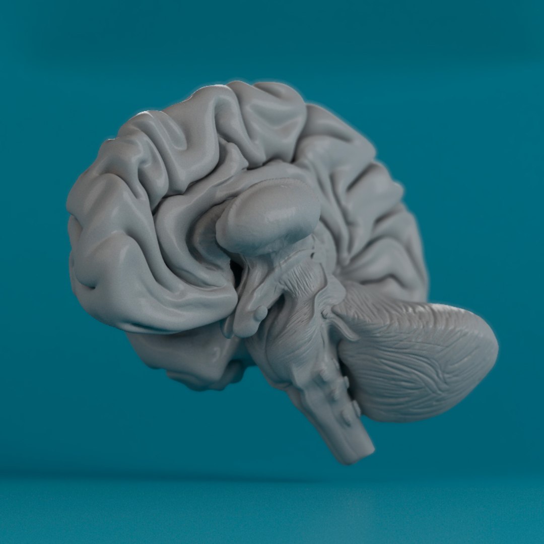 human brain 3d max https://p.turbosquid.com/ts-thumb/wb/q75qG6/R4sWMn2t/2sin/jpg/1503512608/1920x1080/fit_q87/f0ceebf97ed9f3aba43ff1706ccd2dbff5d27f66/2sin.jpg