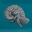 human brain 3d max
