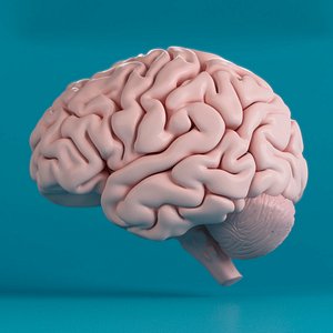Human Brain