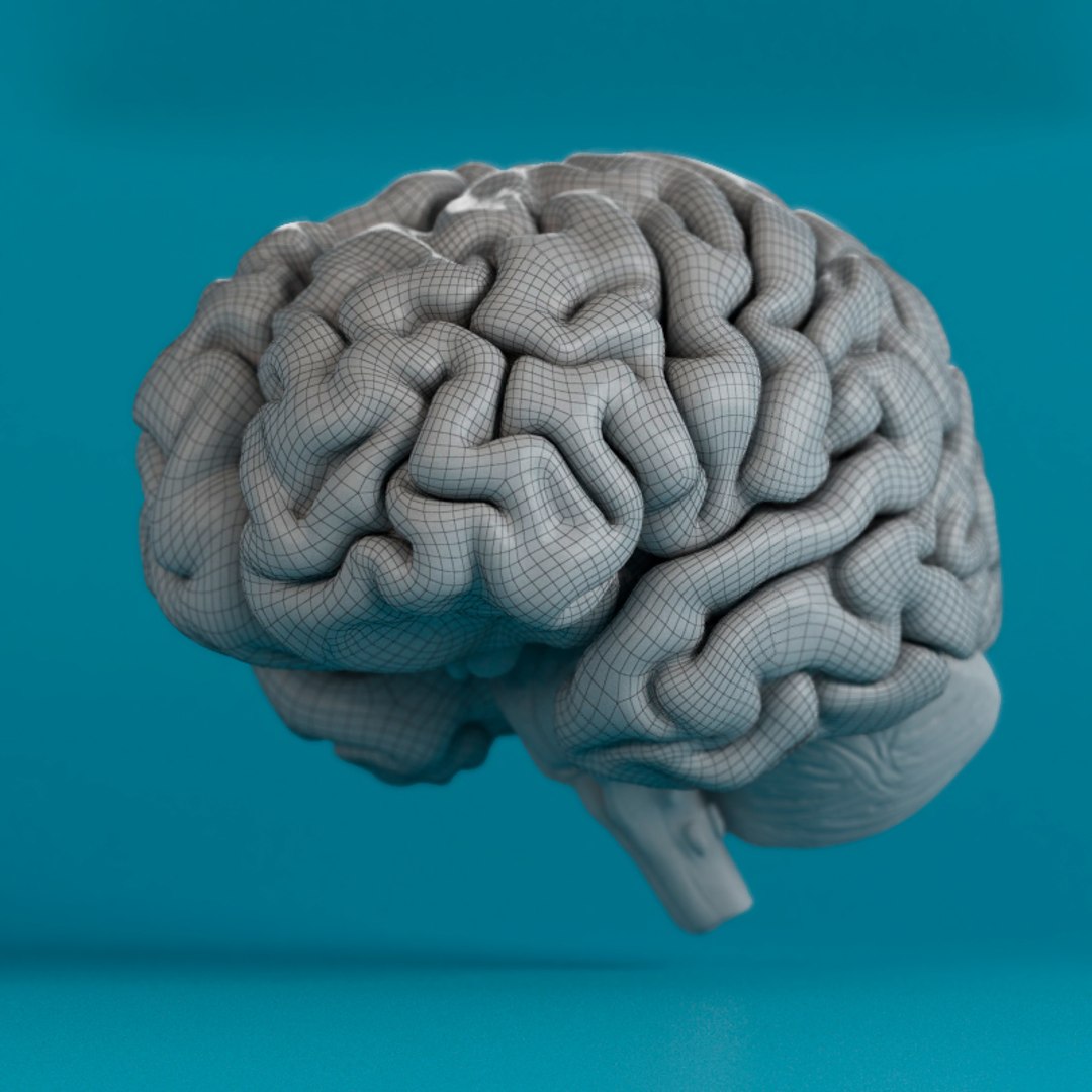 human brain 3d max https://p.turbosquid.com/ts-thumb/wb/q75qG6/bWjI3sad/2w/jpg/1503512608/1920x1080/fit_q87/6480fc4767164e031c5a054ca3faa7876b376d9f/2w.jpg