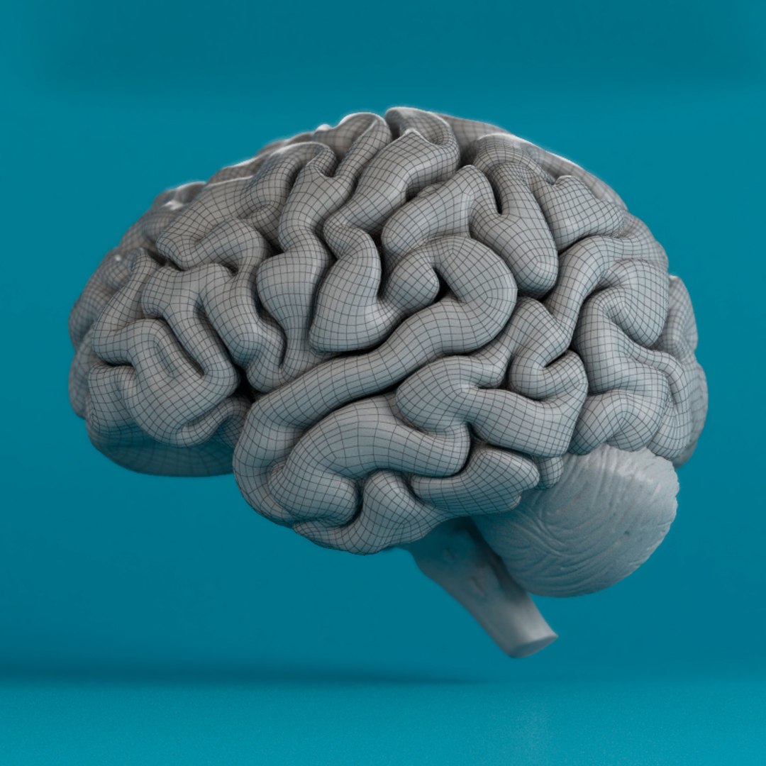 human brain 3d max https://p.turbosquid.com/ts-thumb/wb/q75qG6/e07vDYt4/1a/jpg/1503511242/1920x1080/fit_q87/b45df6a40b03728a612ca8f96fca6dd777b0df70/1a.jpg
